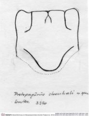 Historische Skizze/Zeichnung von Mesoparapylocheles strouhali (Fraaije et al., 2019) (NHMW-AFW-GEO-BACHMAYER-FOTO-1990-0041-3320)